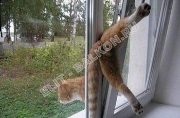 Если бы стояла сетка антикошка - этого бы не случилось